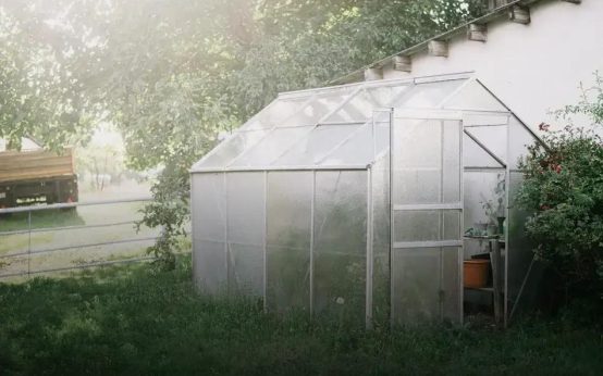 Harvesting Herbs: Secrets for Best Flavor Timing