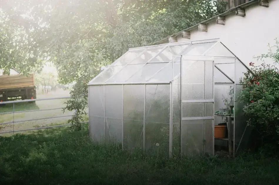 Harvesting Herbs: Secrets for Best Flavor Timing