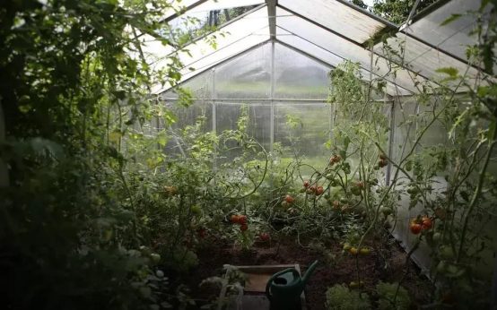 How to Grow Beautiful Roses at Home: Top Tips Inside
