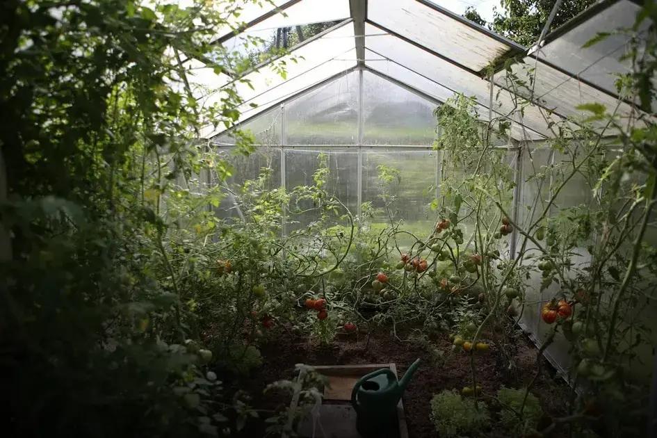 How to Grow Beautiful Roses at Home: Top Tips Inside