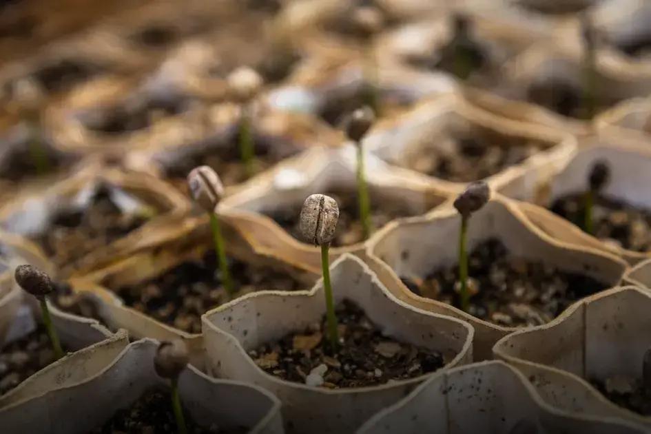 How to Grow Herbs Indoors Easily on Your Windowsill