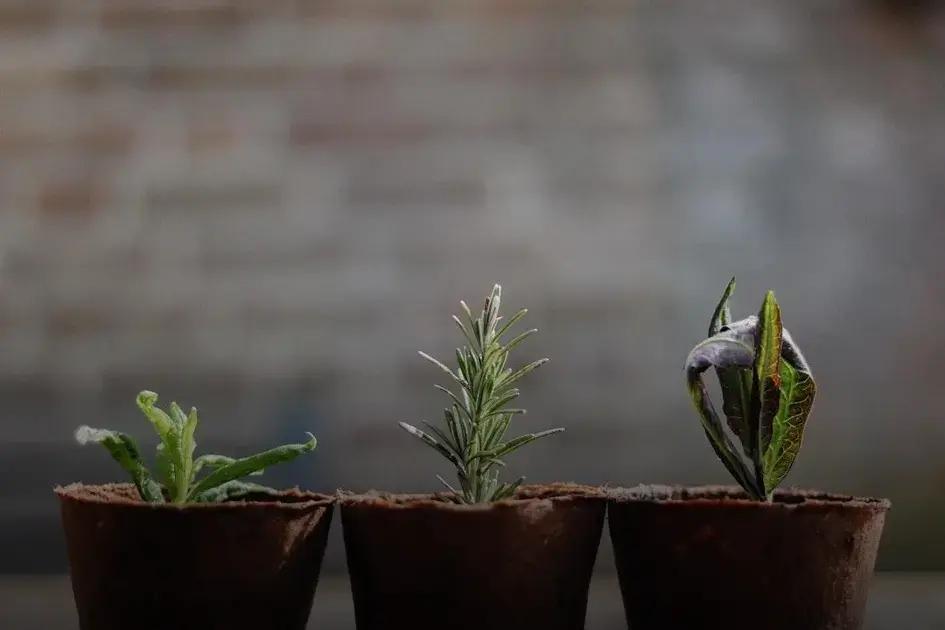 Ideal Planting Seasons for Different Bulbs