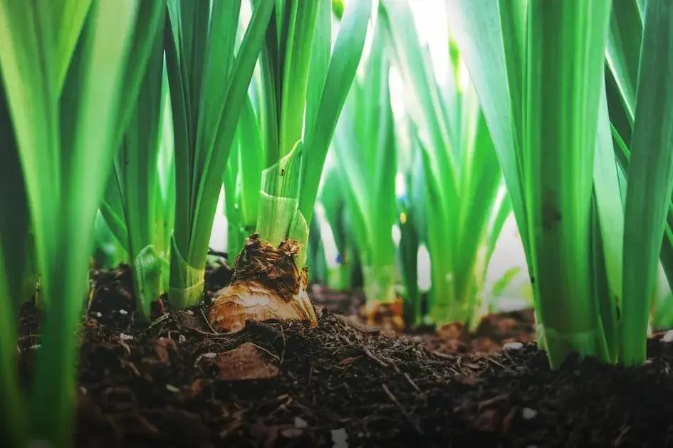 Ideal Soil and Planting Techniques