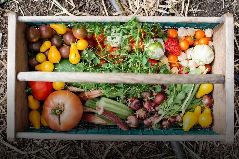 Identifying the Right Harvest Time