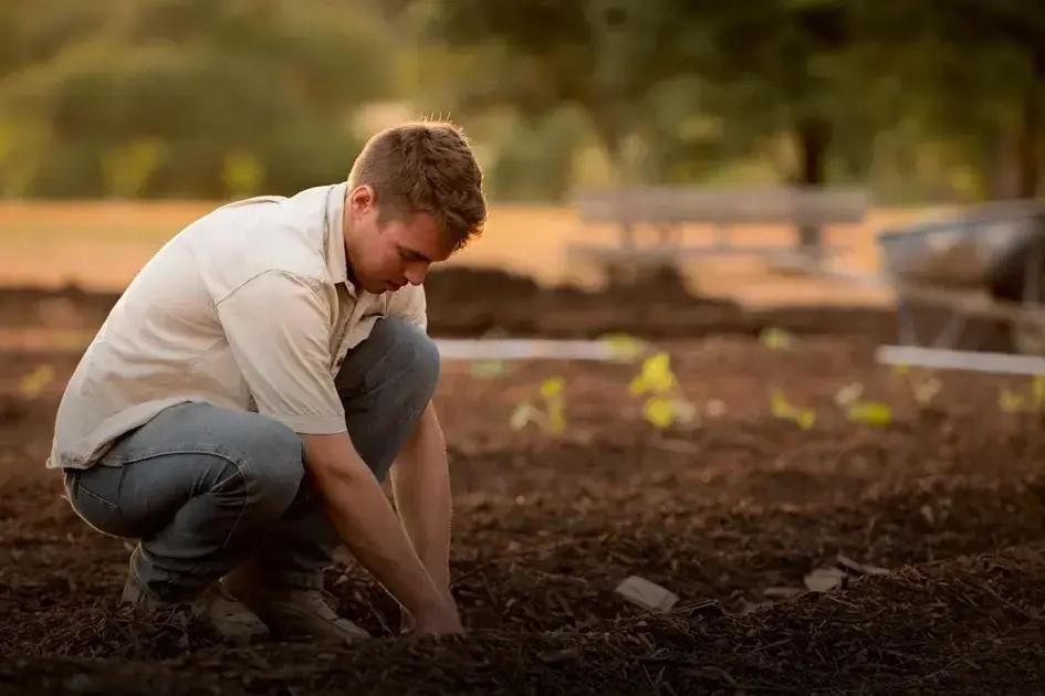 Mulching for Reduced Weeding