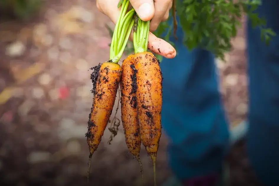 Post-Harvest Herb Preservation Tips