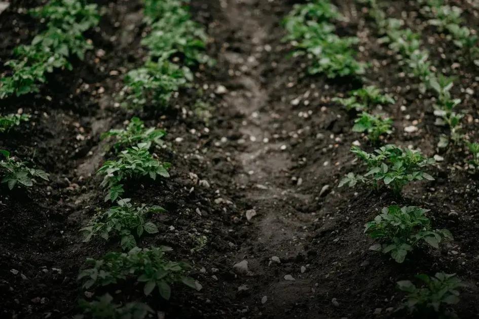 Step-by-Step Bulb Planting Instructions