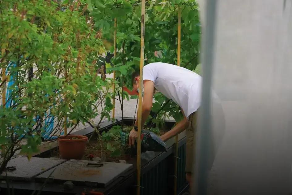 Watering and Maintenance Tips